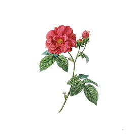 Vintage Apothecary Rose Botanical Illustration
