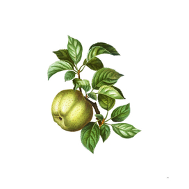 Vintage Apple Botanical Illustration