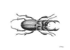 Stag Beetle