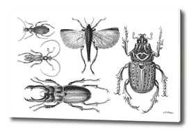 Vintage Bugs
