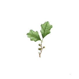 Vintage Bear Oak Leaves Botanical Illustration