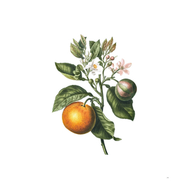 Vintage Bitter Orange Botanical Illustration