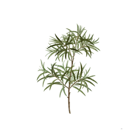 Vintage Bitter Willow Botanical Illustration