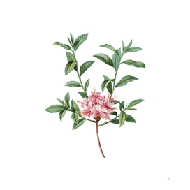 Vintage Blooming Azalea Botanical Illustration