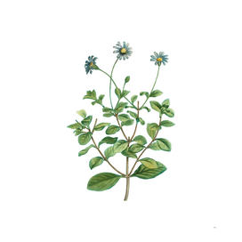 Vintage Blue Marguerite Plant Botanical Illustration