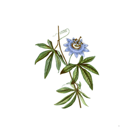 Vintage Blue Passionflower Botanical Illustration