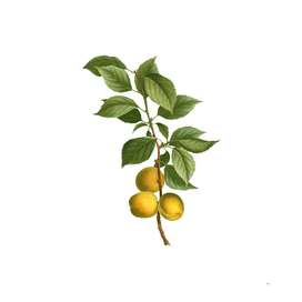 Vintage Briançon Apricot Botanical Illustration