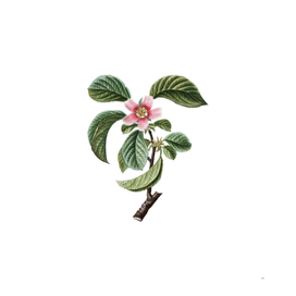 Vintage Chinese Quince Botanical Illustration
