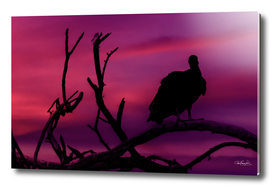 Vultures at Top of Tree Silhouette Illustration