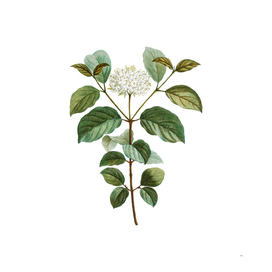 Vintage Common Dogwood Botanical Illustration