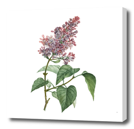 Vintage Common Pink Lilac Plant Botanical Illustratio