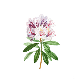 Vintage Common Rhododendron Botanical Illustration