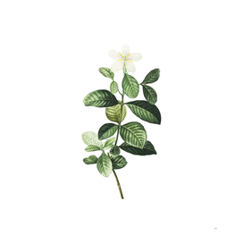 Vintage Gardenia Botanical Illustration