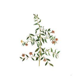 Vintage Goji Berry Branch 2 Botanical Illustration