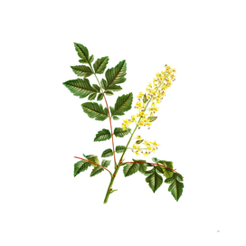 Vintage Golden Rain Tree Botanical Illustration