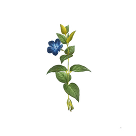 Vintage Greater Periwinkle Flower Botanical Illustrat