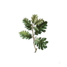 Vintage Hungarian Oak Botanical Illustration