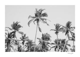 Palm Trees on the beach II