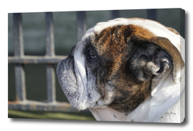 A profile of a Bulldog