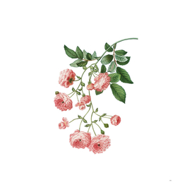 Vintage Pink Rambler Roses Botanical Illustration