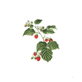 Vintage Raspberry Botanical Illustration