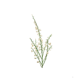 Vintage White Broom Botanical Illustration