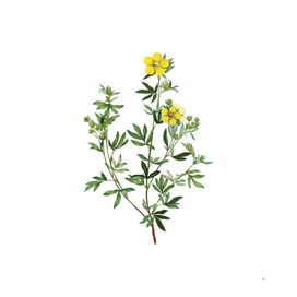 Vintage Yellow Buttercup Flowers Botanical Illustrati