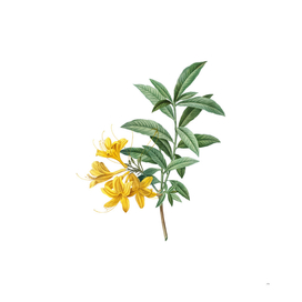 Vintage Yellow Azalea Botanical Illustration