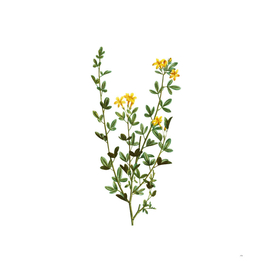 Vintage Yellow Jasmine Flowers Botanical Illustration