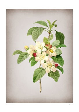 Vintage Apple Blossom Botanical on Parchment