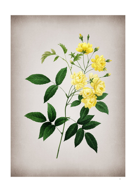 Vintage Lady Banks' Rose Botanical on Parchment