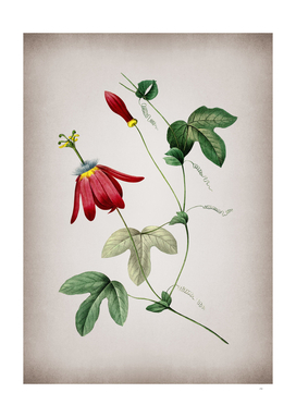 Vintage Red Passion Flower Botanical on Parchment