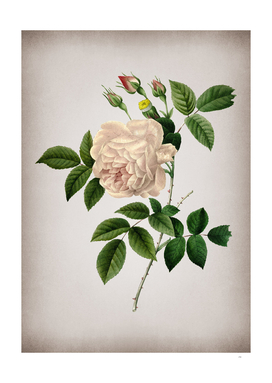 Vintage Rosa Indica Botanical on Parchment