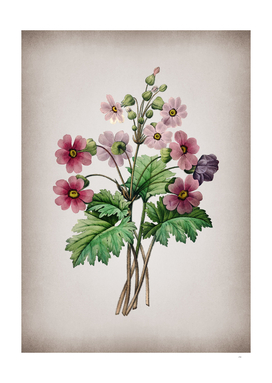 Vintage The Chinese Primrose Botanical on Parchment