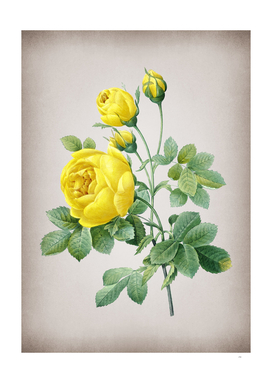 Vintage Yellow Rose Botanical on Parchment