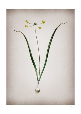 Vintage Allium Scorzonera Folium Botanical on Parchme