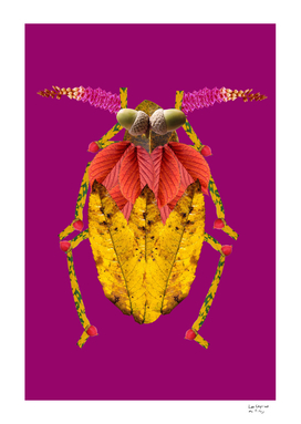 Capricorn beetle