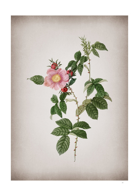Vintage Big Flowered Dog Rose Botanical on Parchment