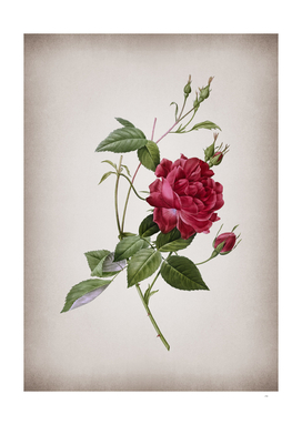 Vintage Blood Red Bengal Rose Botanical on Parchment