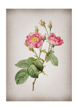 Vintage Blooming Anemone Centuries Rose Botanical on