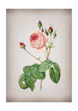 Vintage Blooming Cabbage Rose Botanical on Parchment