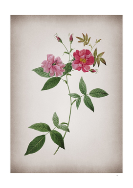 Vintage Blooming Hudson Rosehip Botanical on Parchmen