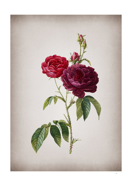 Vintage Blooming Purple Roses Botanical on Parchment