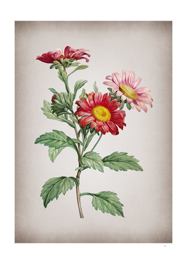 Vintage Blooming Red Aster Flowers Botanical on Parch