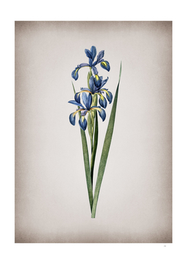 Vintage Blue Iris Botanical on Parchment