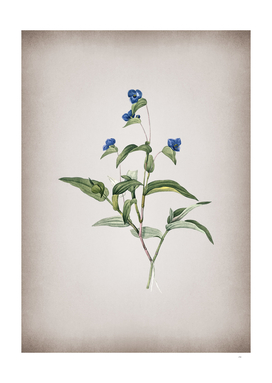 Vintage Blue Spiderwort Botanical on Parchment