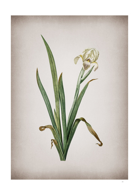 Vintage Crimean Iris 2 Botanical on Parchment