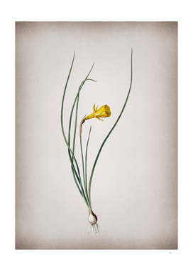 Vintage Daffodil Botanical on Parchment