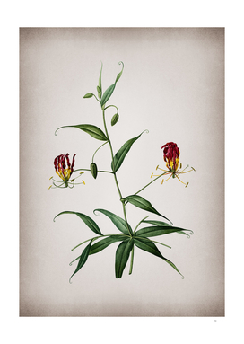 Vintage Flame Lily Botanical on Parchment