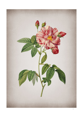 Vintage French Rosebush with Variegated Flowers Botan